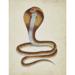 A painting of a cobra, India, circa 1860, opaque pigments on stamped paper, the snake shown risin...