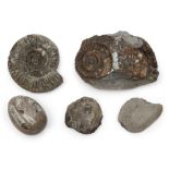 Grey fossil stone egg and four fossil ammonites (5) Provenance: Harold James Strickland Taylor (...