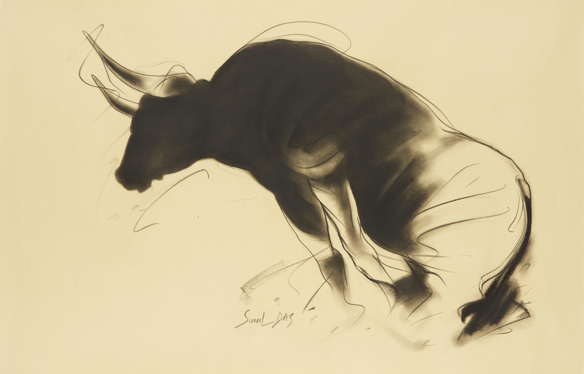 Sunil Das (Indian, 1939-2015) Untitled (sketch of a Bull) charcoal on paper 90x58 Provenan...