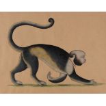 A Company School painting of a monkey, India, mid-19th century, after a Mughal painting of the sa...