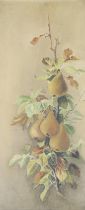 B. Sheppherd,  mid 20th century -  Still life of pears;  oil on canvas, signed lower right 'B S...