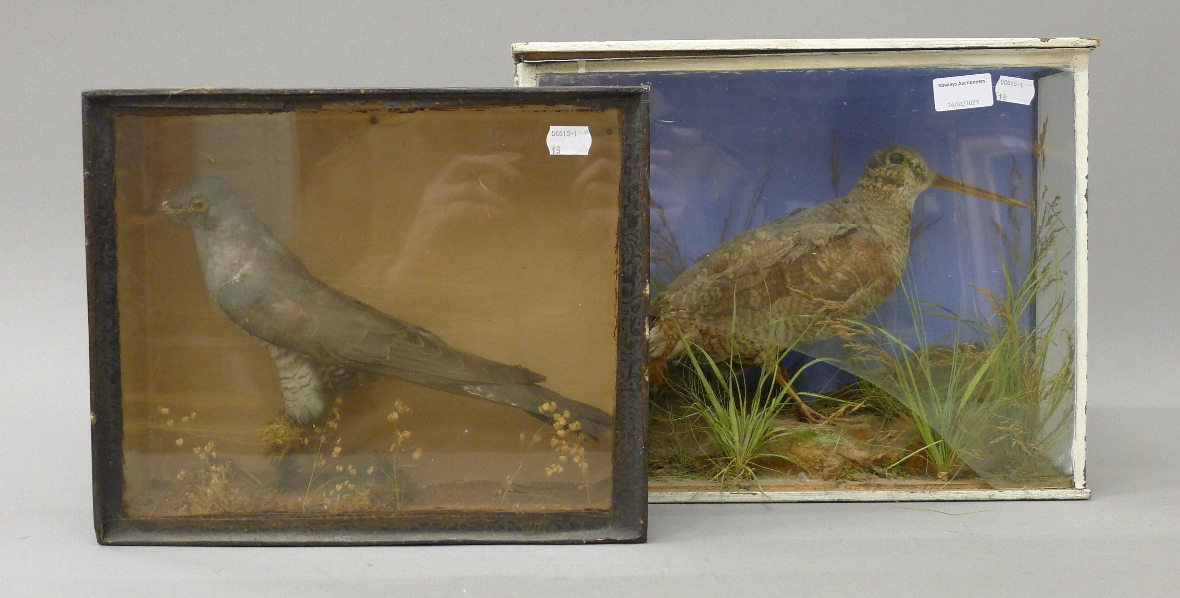Two cased taxidermy birds: a woodcock and a cuckoo. The former 38 cm wide.