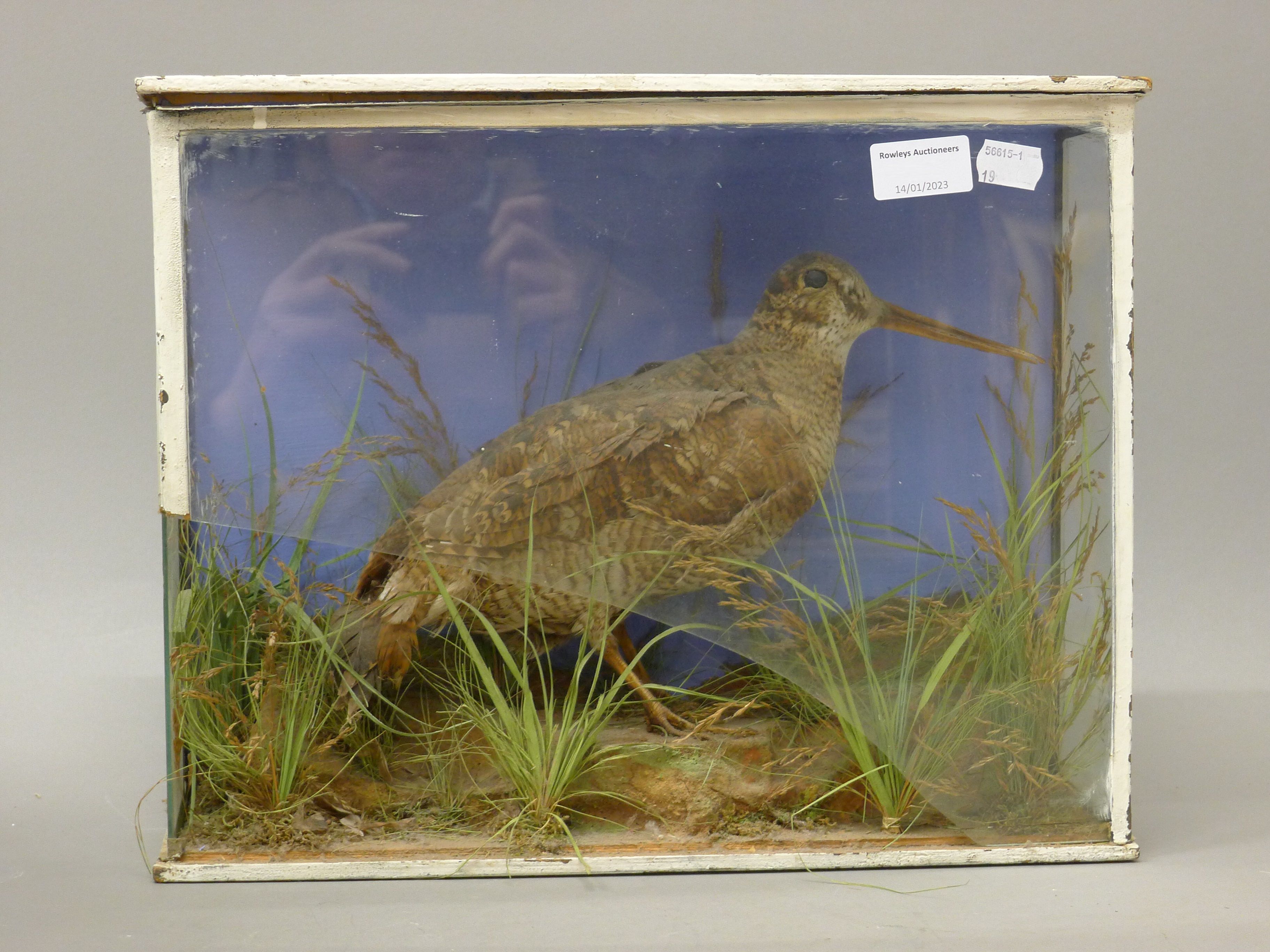 Two cased taxidermy birds: a woodcock and a cuckoo. The former 38 cm wide. - Image 2 of 5