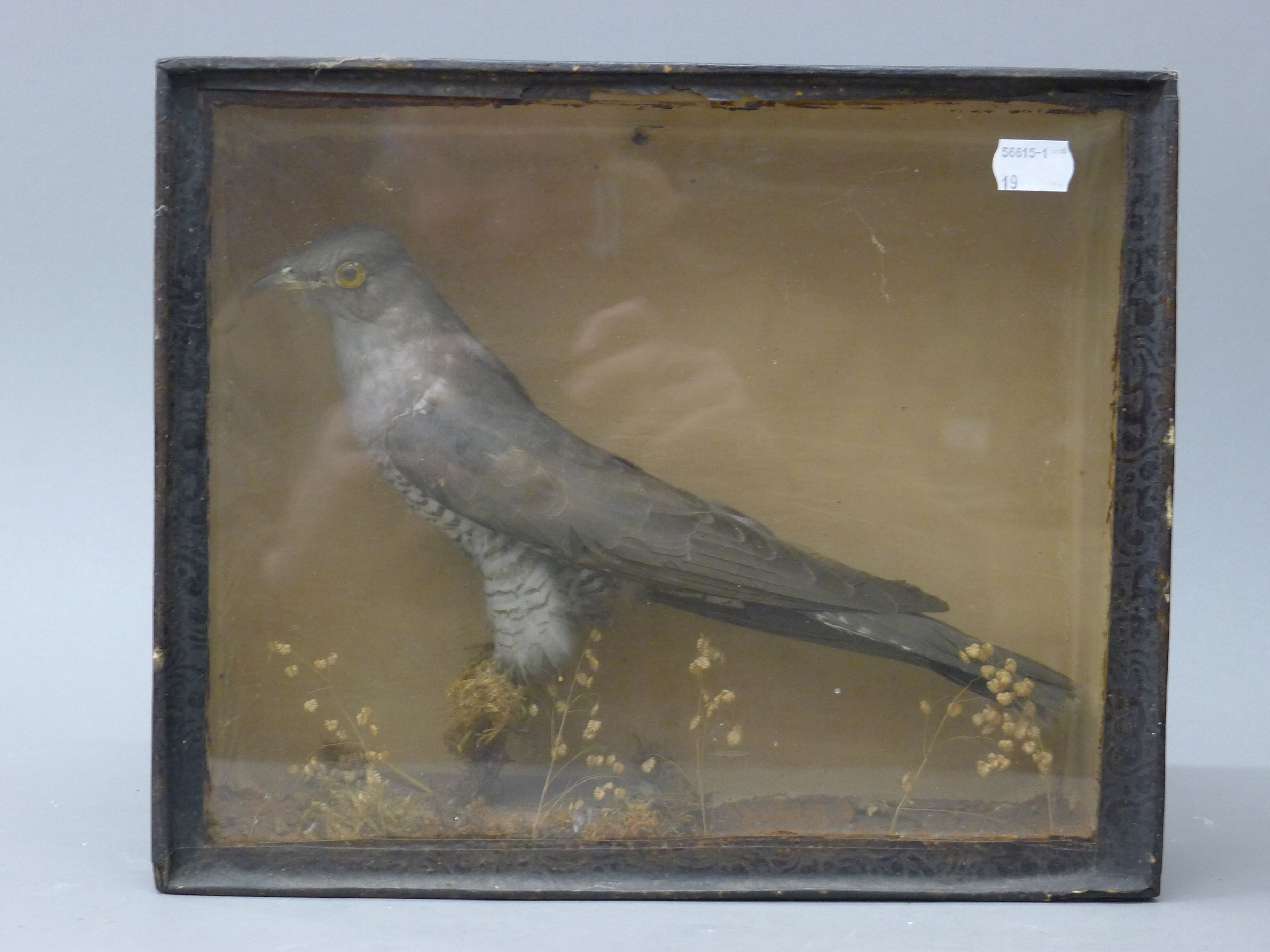Two cased taxidermy birds: a woodcock and a cuckoo. The former 38 cm wide. - Image 4 of 5