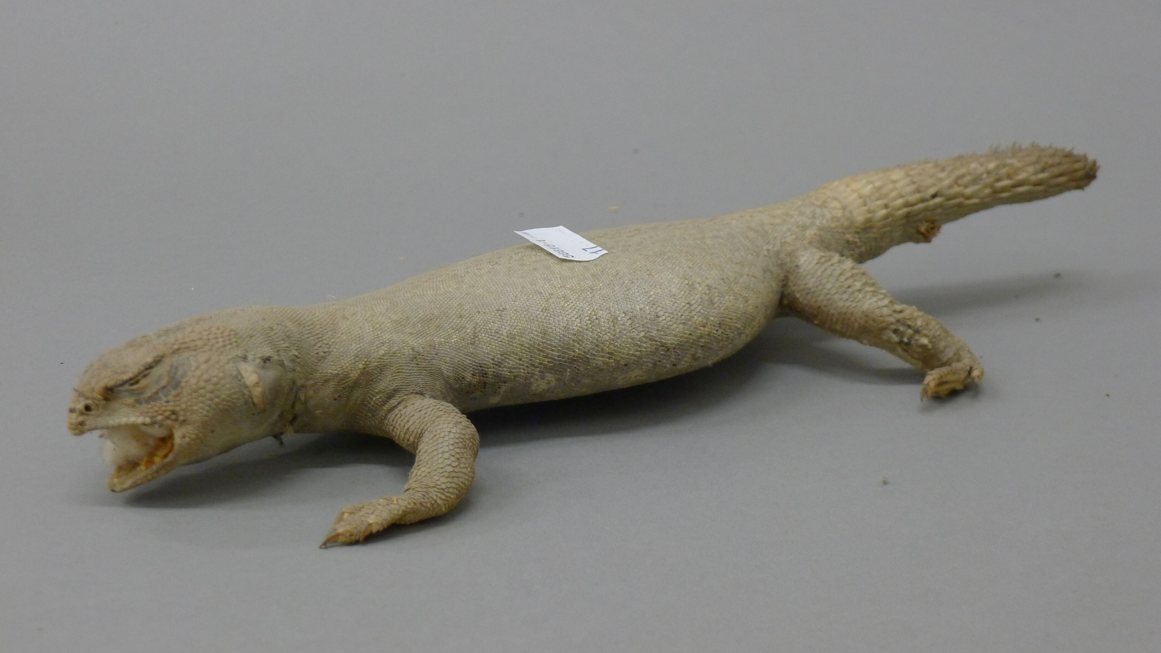 Three taxidermy specimens: a lizard, a small crocodile and a gecko. The former 83 cm long. - Image 8 of 9