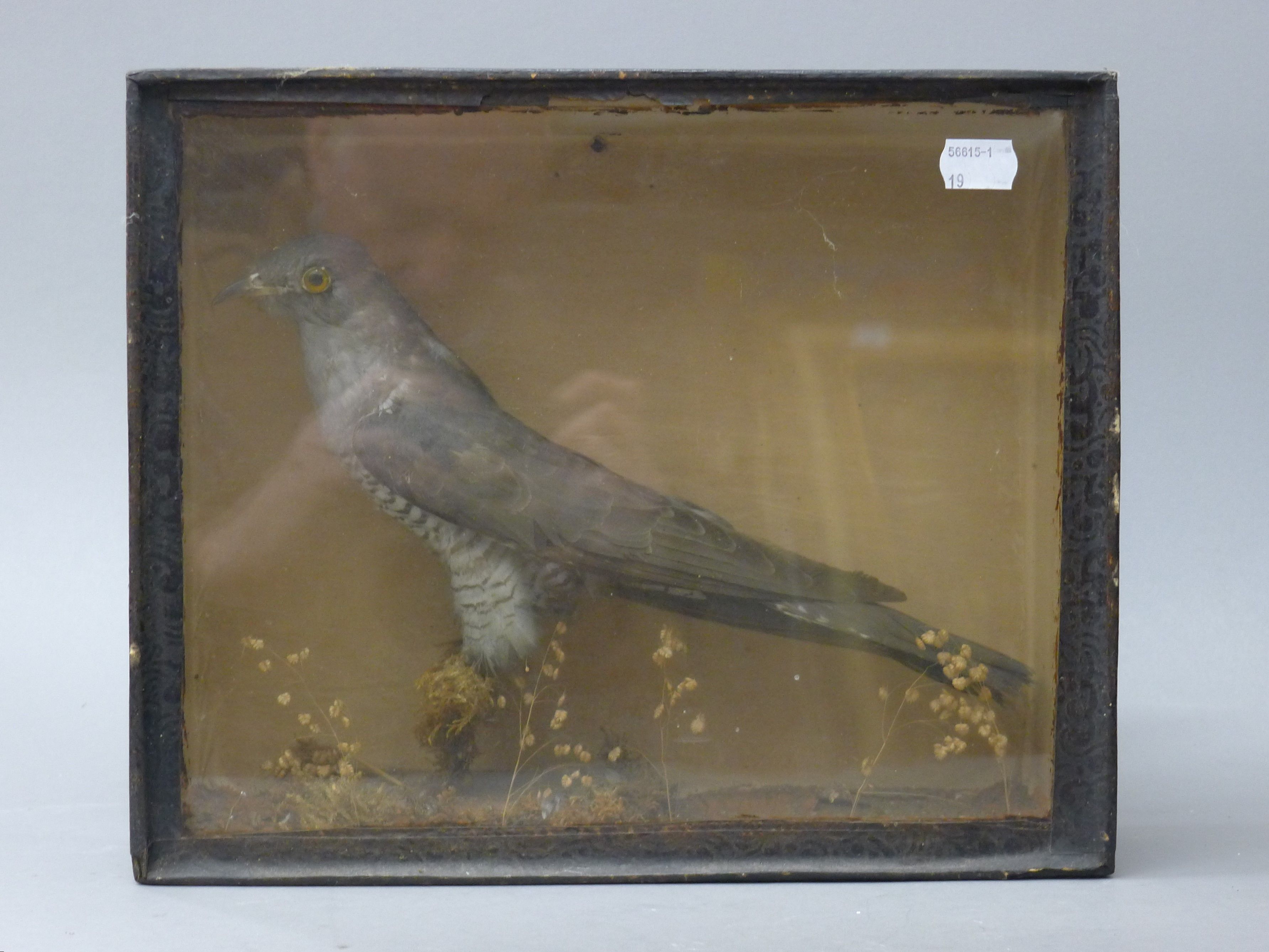 Two cased taxidermy birds: a woodcock and a cuckoo. The former 38 cm wide. - Image 5 of 5