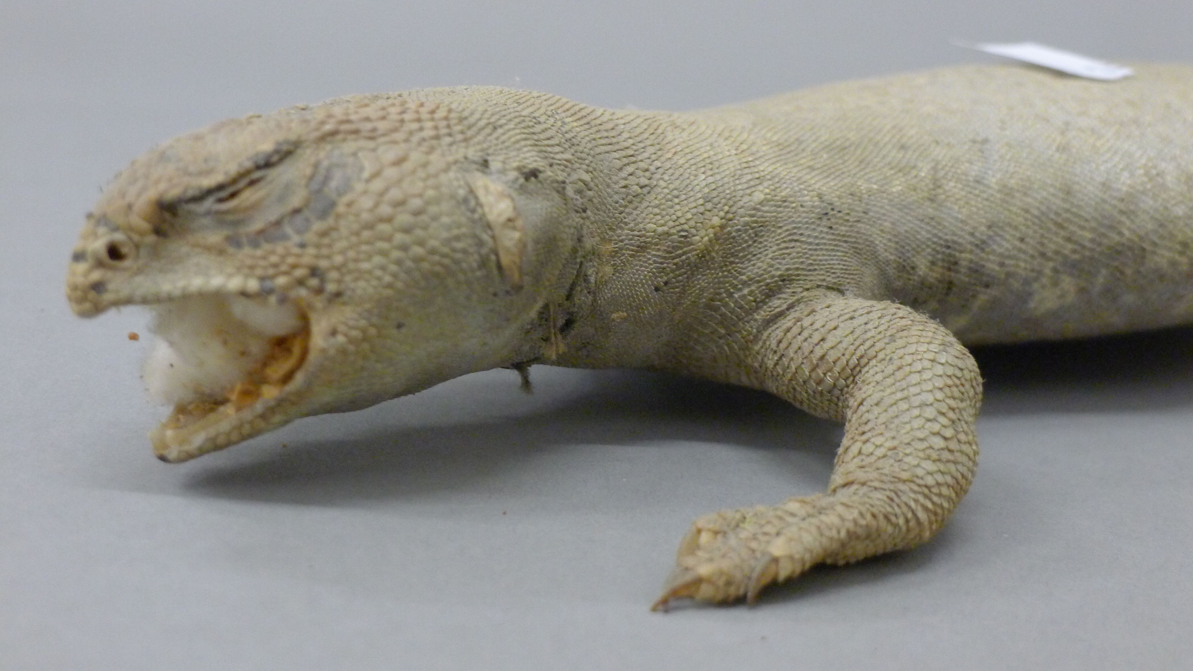 Three taxidermy specimens: a lizard, a small crocodile and a gecko. The former 83 cm long. - Image 9 of 9