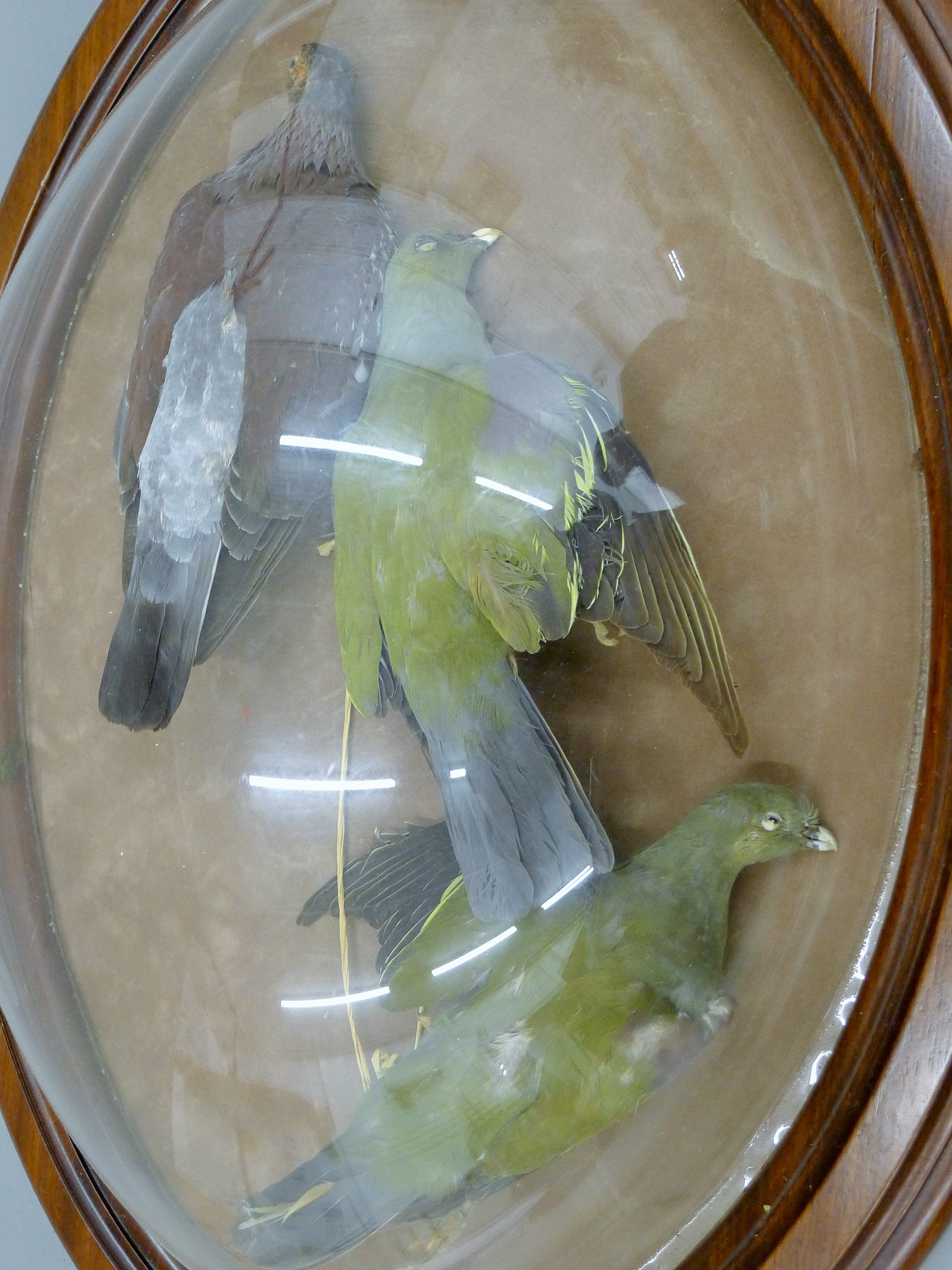 Three taxidermy specimens of birds, housed in a large perspex domed hanging frame. 72 cm high. - Image 2 of 2