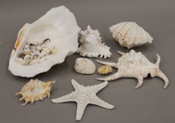 A collection of various sea shells.