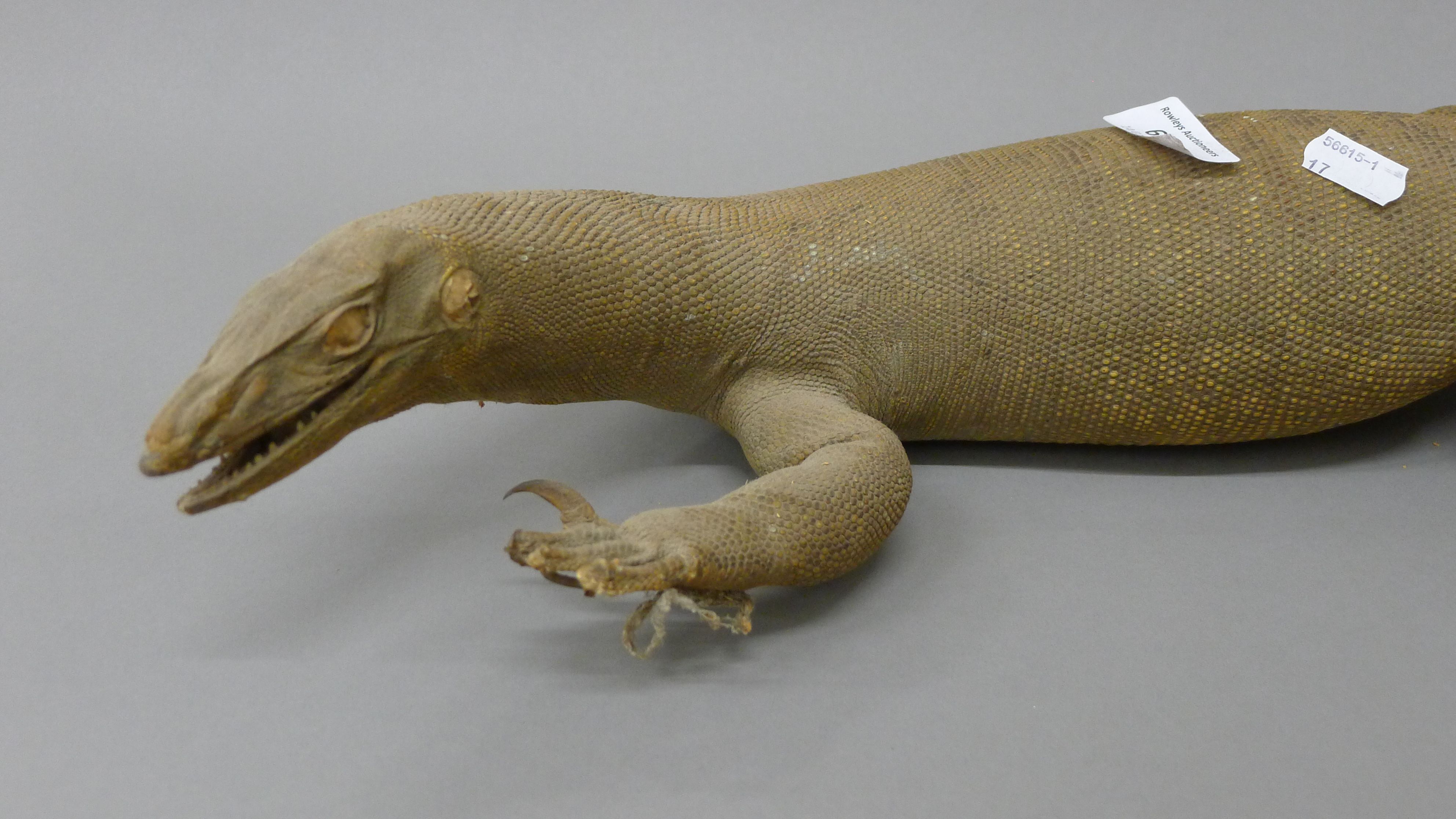 Three taxidermy specimens: a lizard, a small crocodile and a gecko. The former 83 cm long. - Image 3 of 9