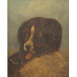 19TH CENTURY SCHOOL, A Portrait of a Dog, oil on canvas, framed. 29 x 37.5 cm.