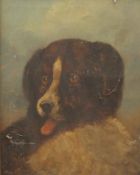 19TH CENTURY SCHOOL, A Portrait of a Dog, oil on canvas, framed. 29 x 37.5 cm.