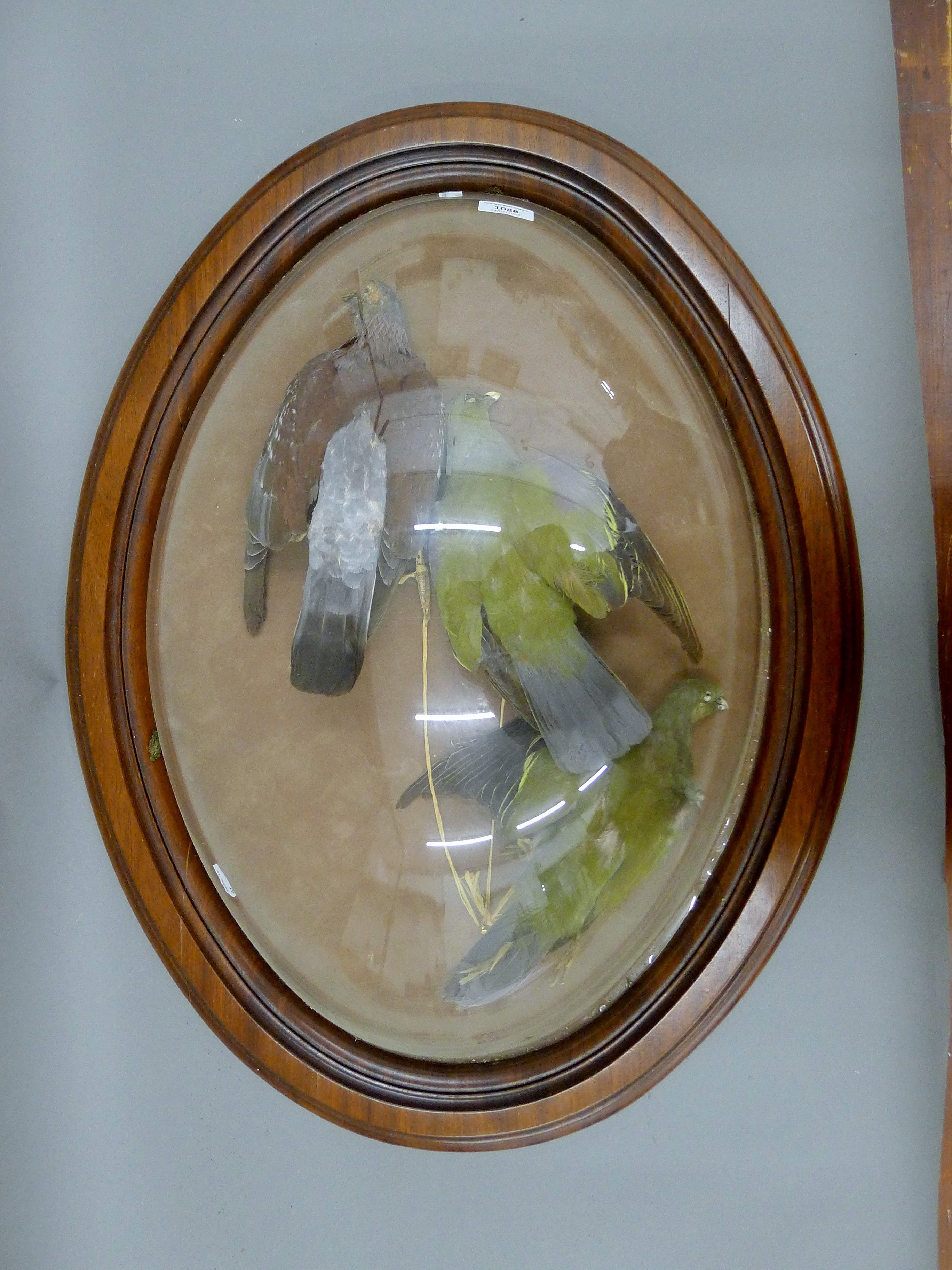 Three taxidermy specimens of birds, housed in a large perspex domed hanging frame. 72 cm high.