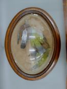 Three taxidermy specimens of birds, housed in a large perspex domed hanging frame. 72 cm high.