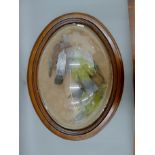 Three taxidermy specimens of birds, housed in a large perspex domed hanging frame. 72 cm high.