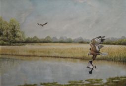 P WELCH, Birds of Prey, oil on board, signed, framed. 53 x 37.5 cm.