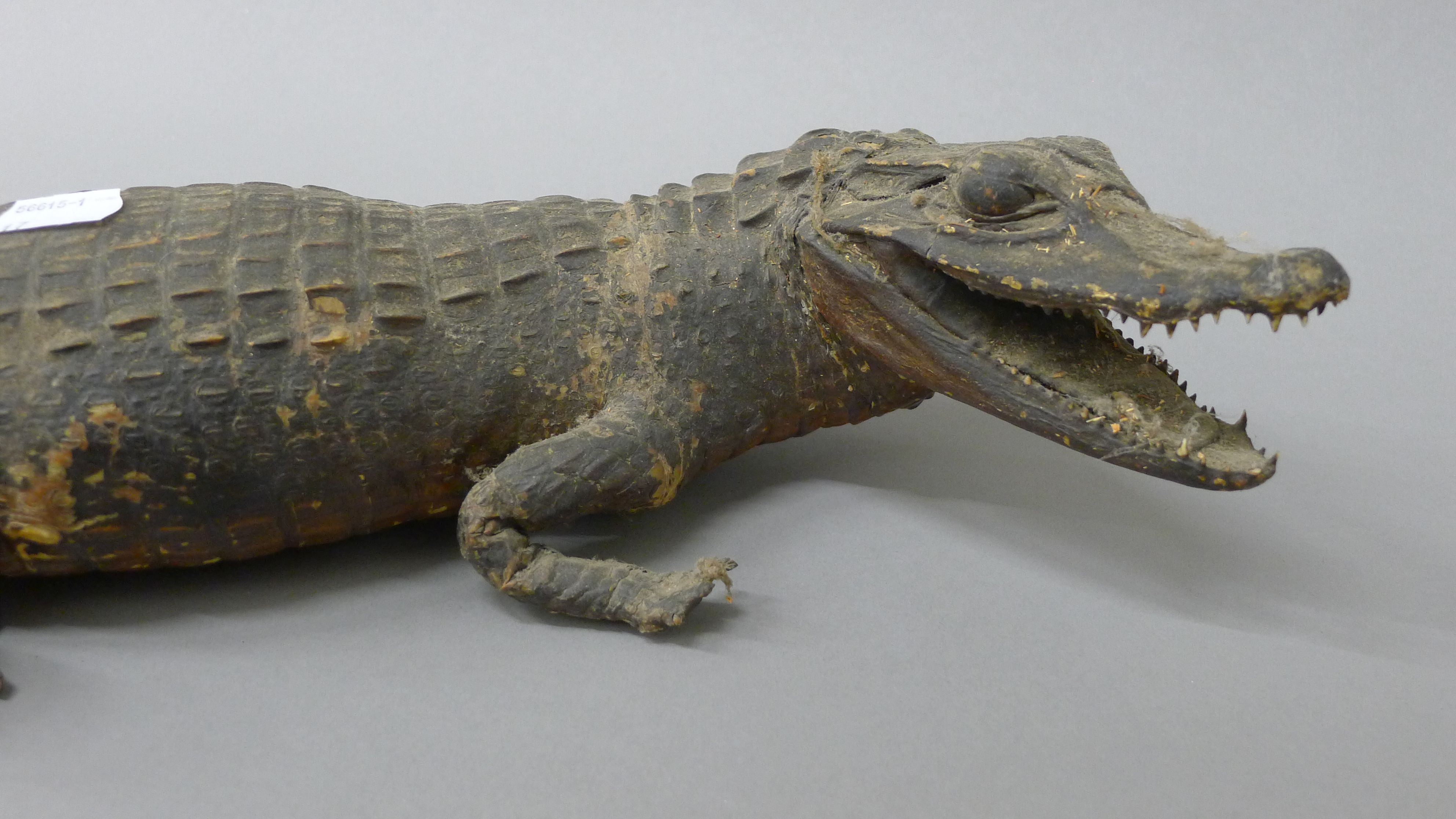 Three taxidermy specimens: a lizard, a small crocodile and a gecko. The former 83 cm long. - Image 6 of 9