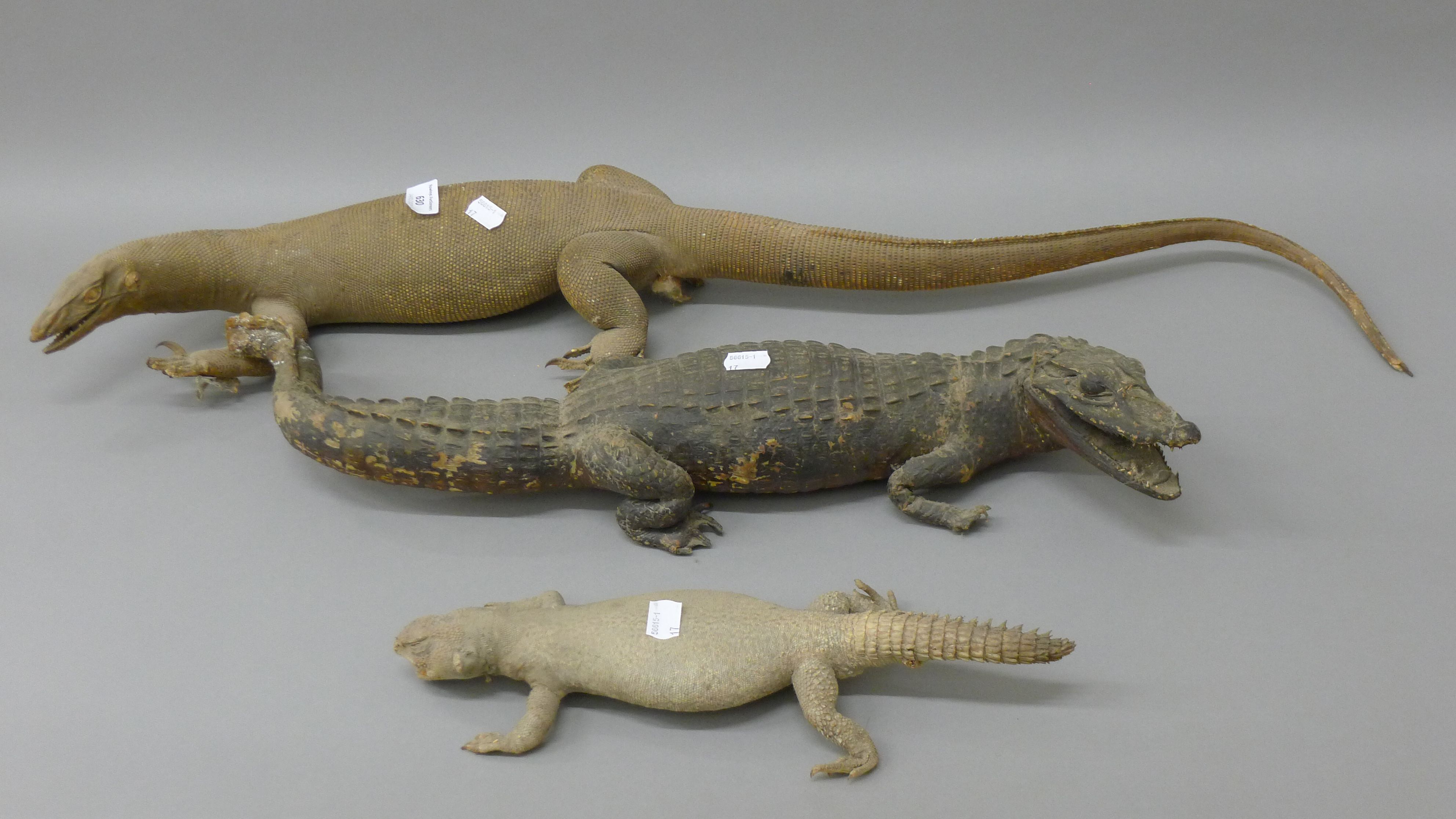 Three taxidermy specimens: a lizard, a small crocodile and a gecko. The former 83 cm long.