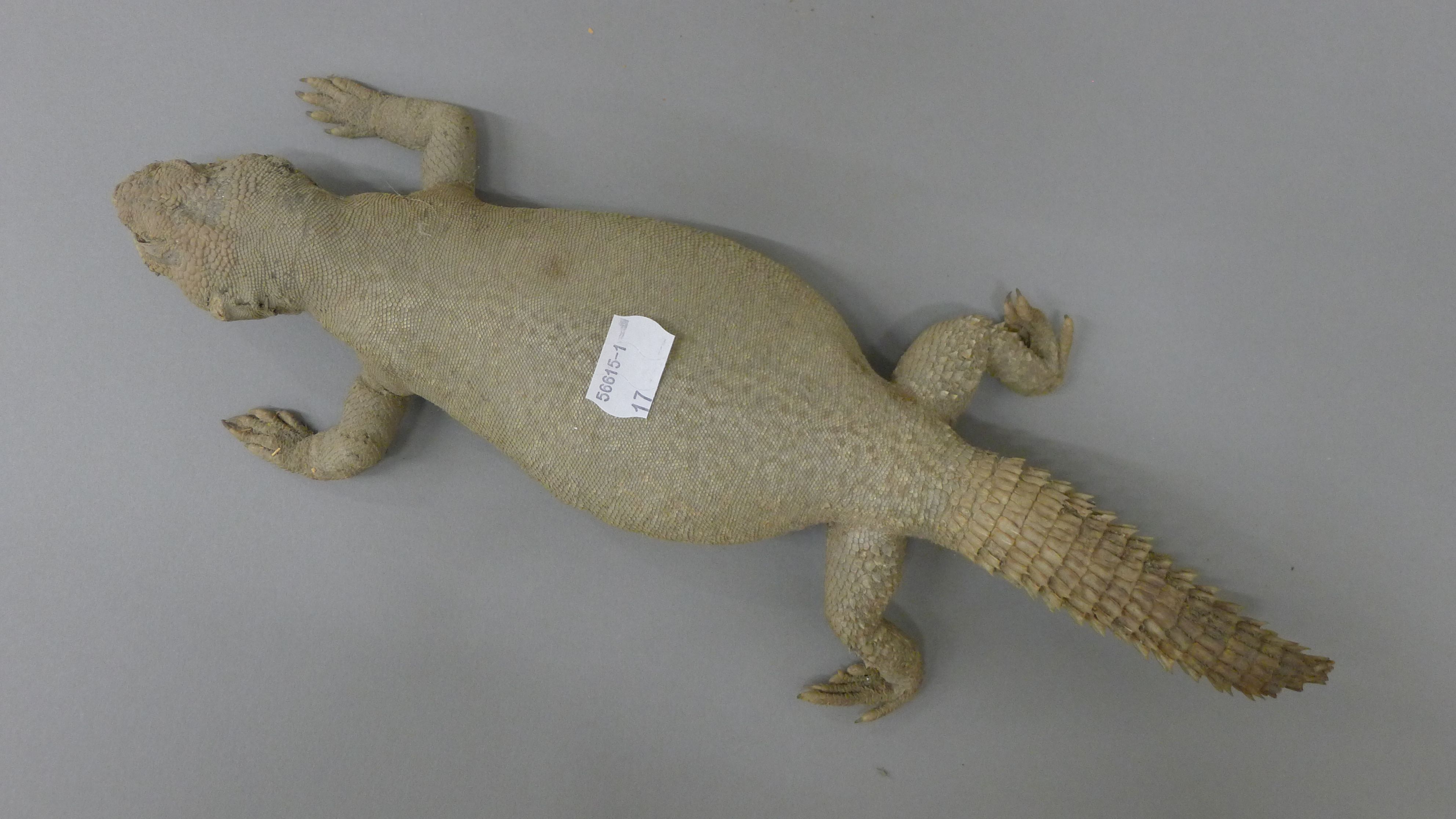Three taxidermy specimens: a lizard, a small crocodile and a gecko. The former 83 cm long. - Image 7 of 9