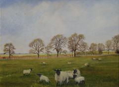 J SHERWOOD, Sheep, oil on board, framed. 39.5 x 29.5 cm.