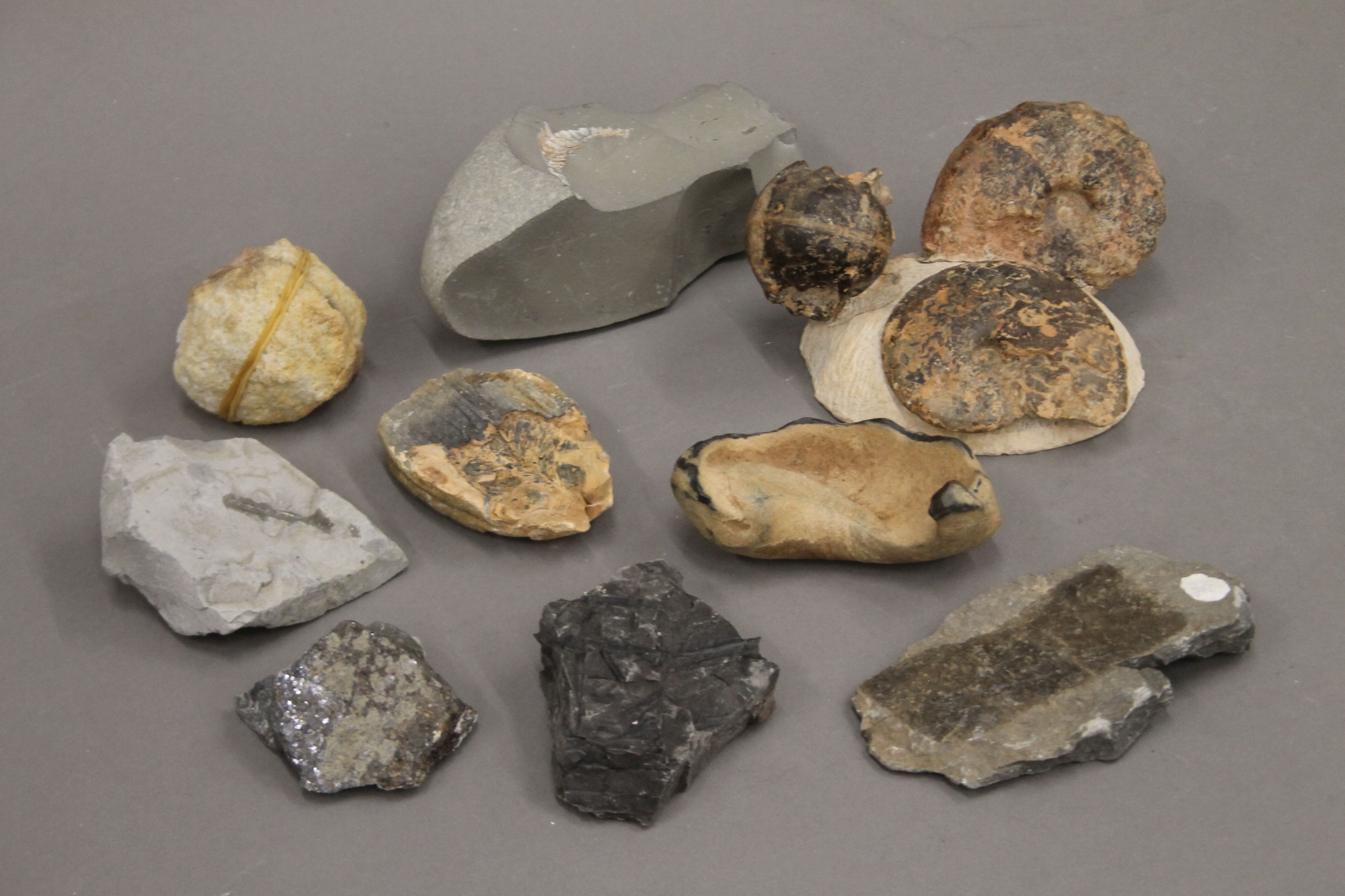 A quantity of fossils.