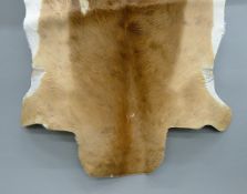 A taxidermy specimen of a preserved Grant's gazelle (Nanger granti) skin.