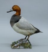 A taxidermy specimen of a preserved Pochard (Aythya ferina) mounted on a base.