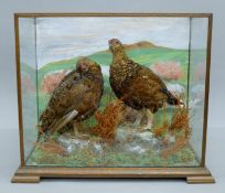 A taxidermy specimen of two preserved Red grouse (Lagopus lagopus scotica) mounted in a