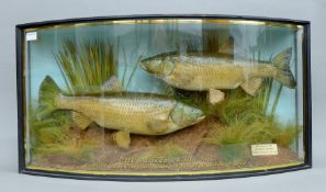 A taxidermy specimen containing two preserved Chub (Leuciscus cephalus) by J Cooper & Sons mounted