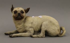 A late 19th/early 20th century taxidermy specimen of a dog, possibly a chihuahua. 45 cm long.