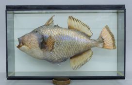 A taxidermy specimen of a preserved Triggerfish (Balistidae) mounted in picture frame glazed case.