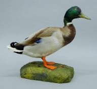 A taxidermy specimen of a preserved Mallard (Anas platyrhynchos) mounted on a base.