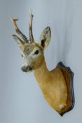 A taxidermy specimen of a preserved Roe deer (Capreolus capreolus) head mounted on a wooden shield.