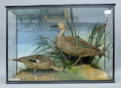 A taxidermy specimen of two preserved Blue-billed ducks (Oxyura australis) by H J Burton 191