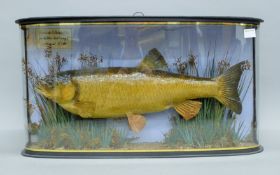 A taxidermy specimen of a preserved Chub (Leuciscus cephalus) by J Cooper & Sons mounted in a