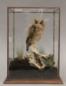 A taxidermy specimen of a preserved Scops owl (Otus) under a glass case.