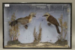 Two taxidermy bird specimens in a glazed case. 61 cm wide.