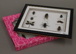 Two box frames housing various insects. 33 cm wide.