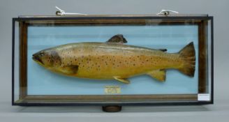 A taxidermy specimen of a preserved Brown trout (Salmo trutta) in a wooden and glazed picture frame