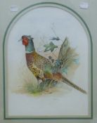 A ROWBOTHAM, Pheasant, watercolour, framed and glazed. 25.5 x 34.5 cm.