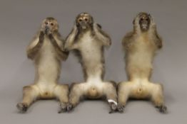 Three late 19th/early 20th century taxidermy monkeys, modelled as the three wise monkeys.