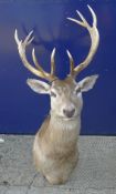 A taxidermy specimen of a preserved Red deer (Cervus elaphus) head.