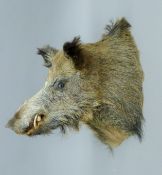 A taxidermy specimen of a preserved Wild boar (Sus scofa) head.