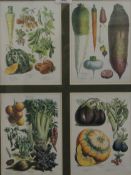 Vilmorin Andrieux & Co No12, 1869 poster and another depicting various vegetables,
