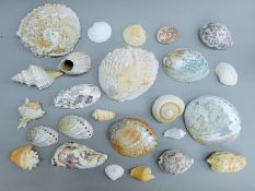 A collection of shells.