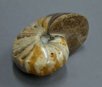 A polished fossilized nautilus shell. 10 cm long.