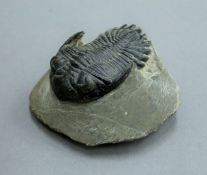 A fossilized trilobite. 8 cm long overall.