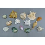 A quantity of various seashells.