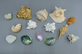 A quantity of various seashells.