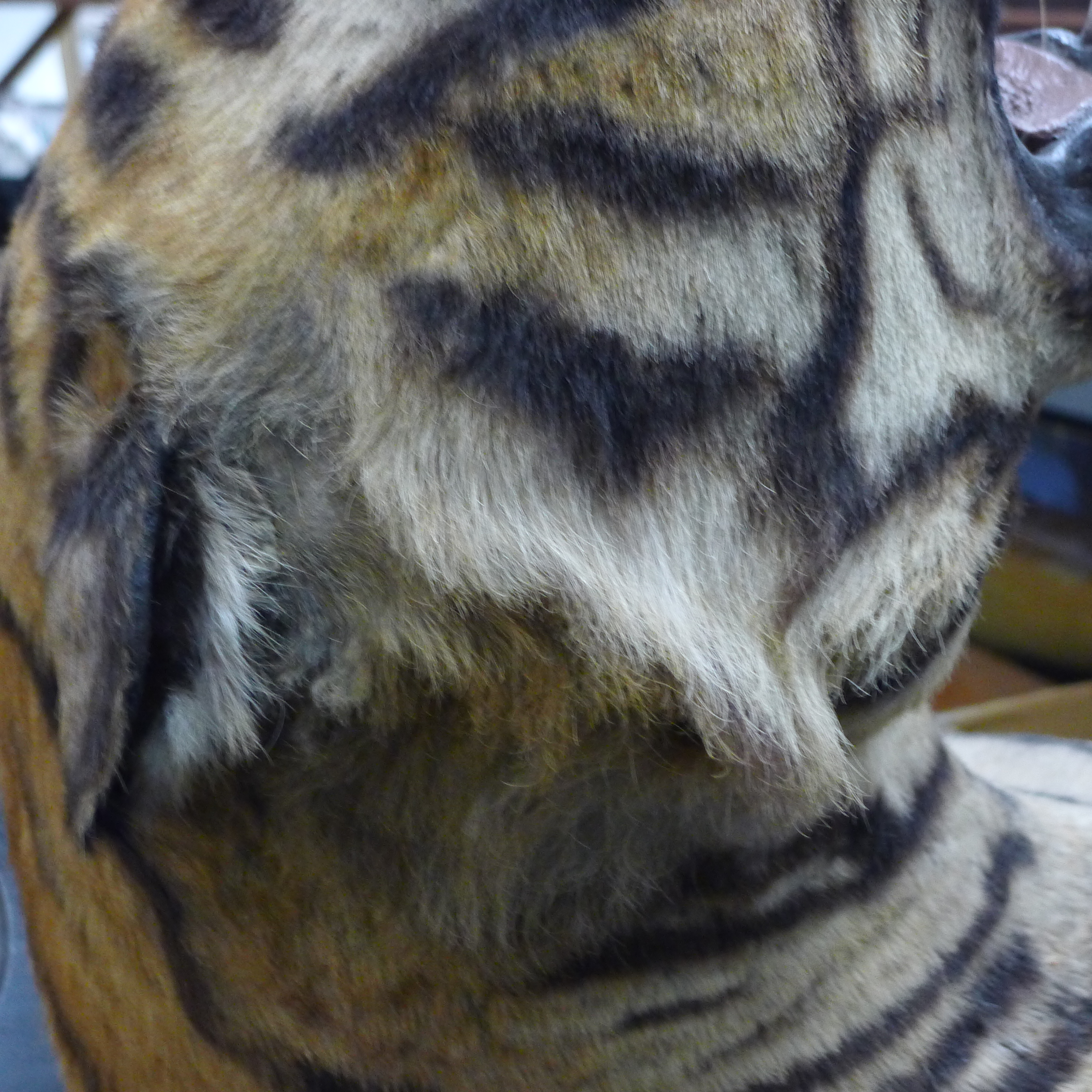 A taxidermy specimen by Van Ingen and Van Ingen of a preserved tiger's head (Panthera tigris - Bild 15 aus 15